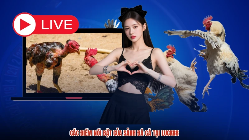 Các điểm nổi bật của sảnh đá gà tại LUCK88