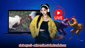 Đá Gà Trực Tiếp - Những Trường Gà Và Mức Trả Kèo Cao