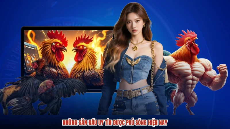 Những sân đấu uy tín được phủ sóng hiện nay